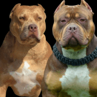 Ch Bossy’s Han Solo x Pawppy Eleanor