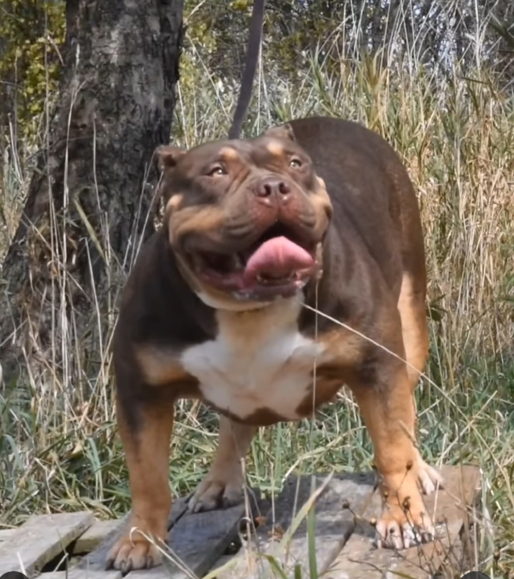 Dog Featured Image