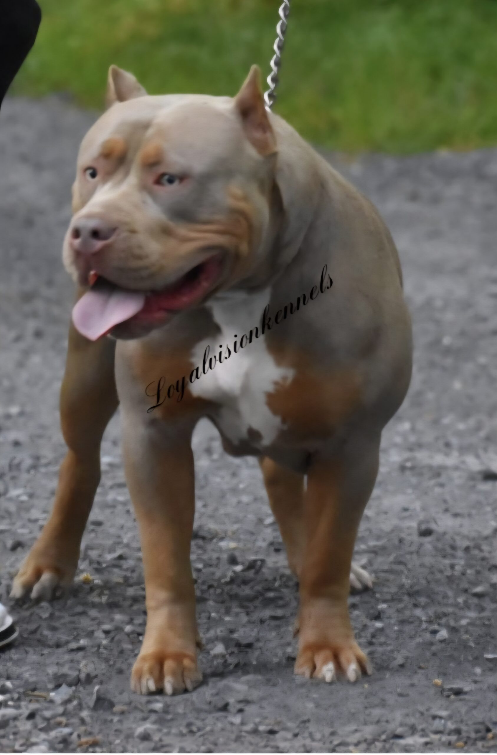 Dog Featured Image