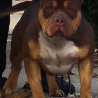 MDB benji