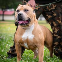Dog Featured Image
