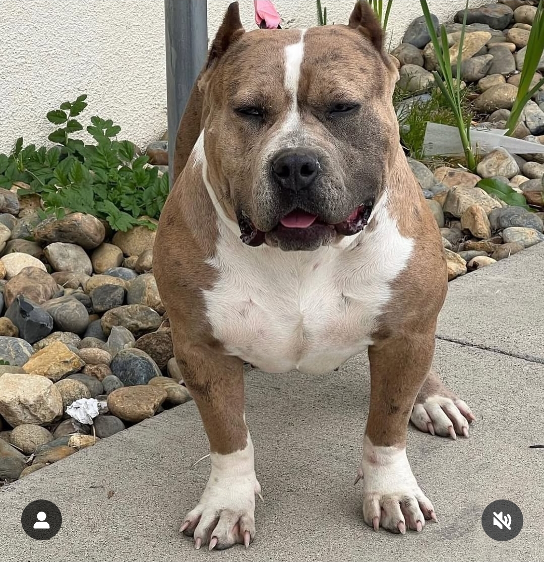 Dog Featured Image