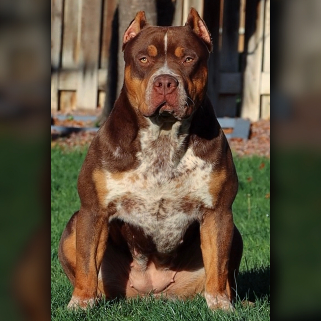 Dog Featured Image