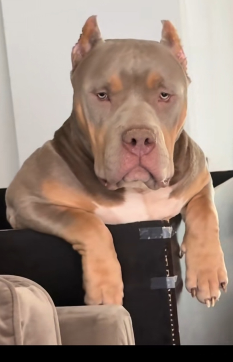Dog Featured Image