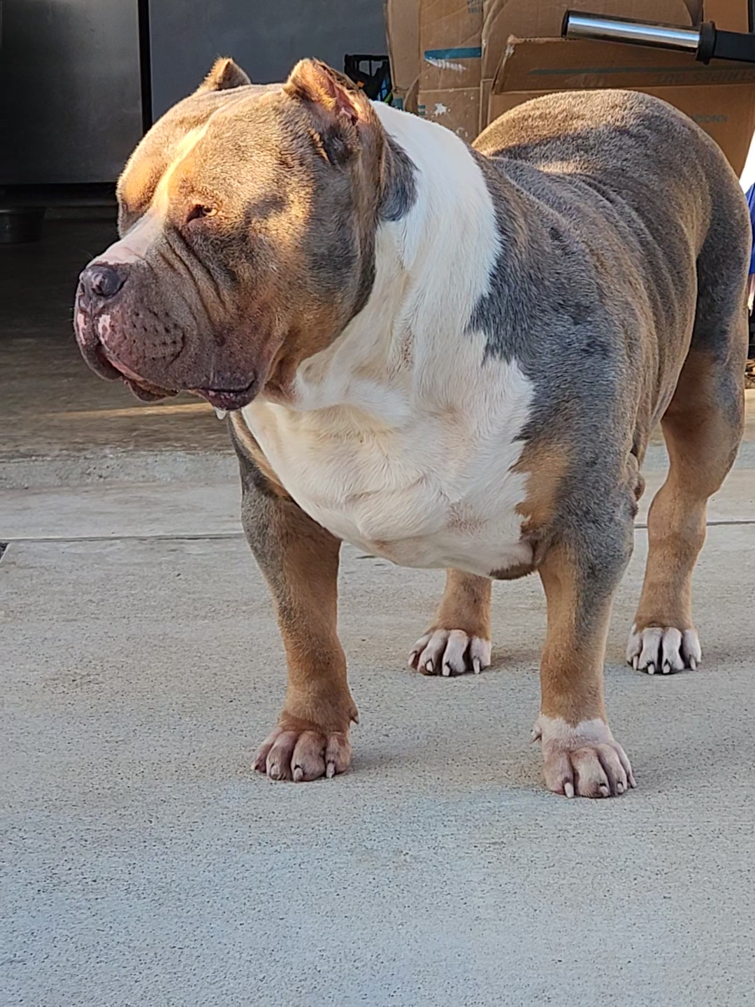 Dog Featured Image