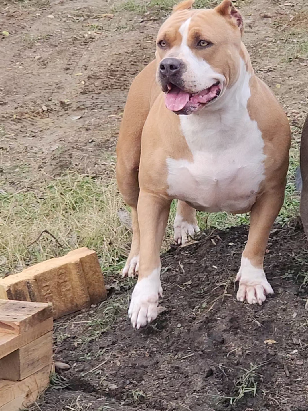 Dog Featured Image