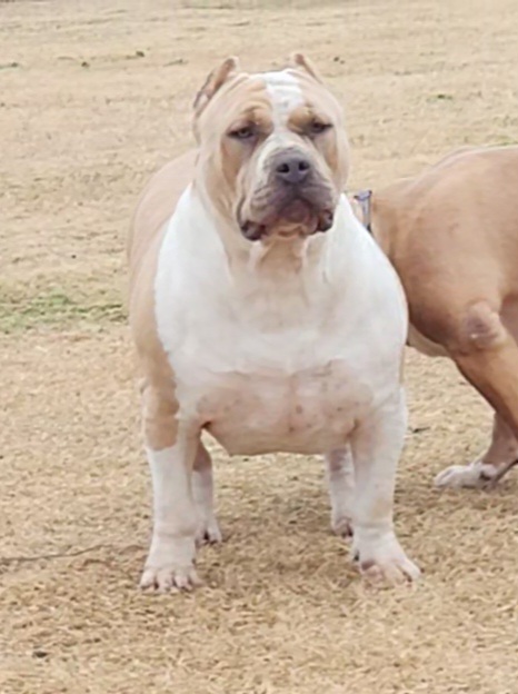 Dog Featured Image