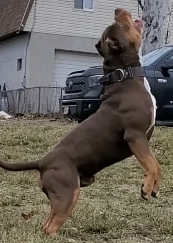 Dog Featured Image