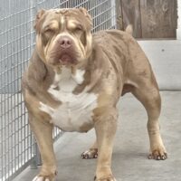 Kyrptonian Bullz Pretty Ricky