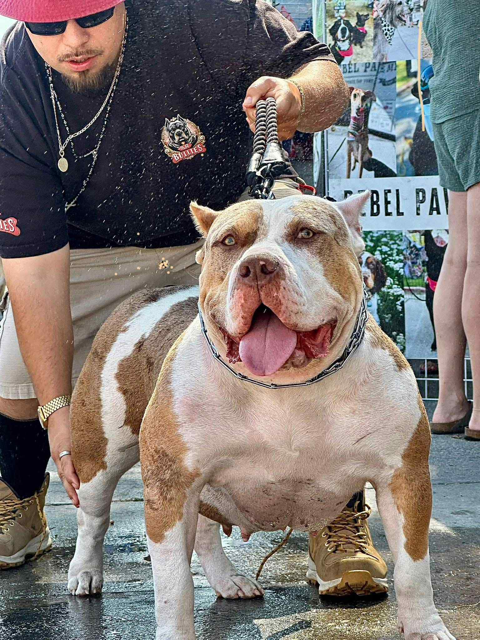 Dog Featured Image