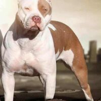 A&M BULLY’S XYLA