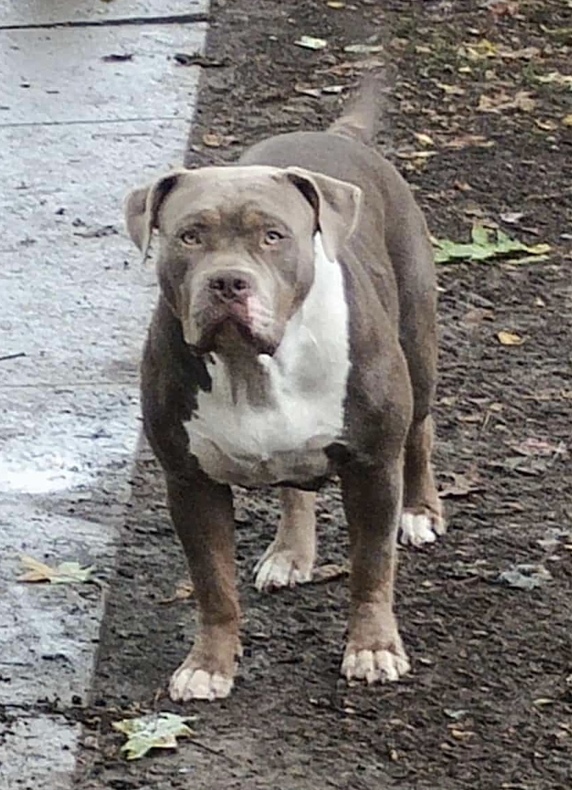 Dog Featured Image
