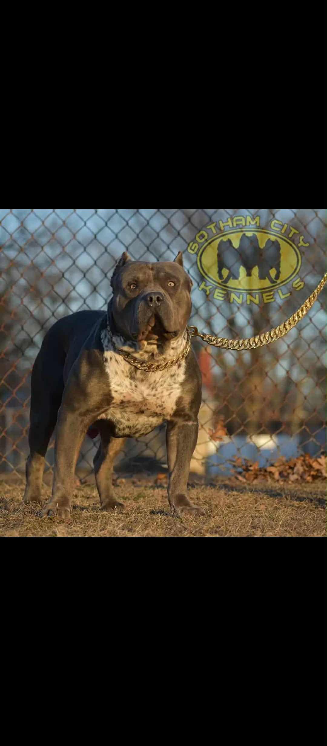 Dog Featured Image