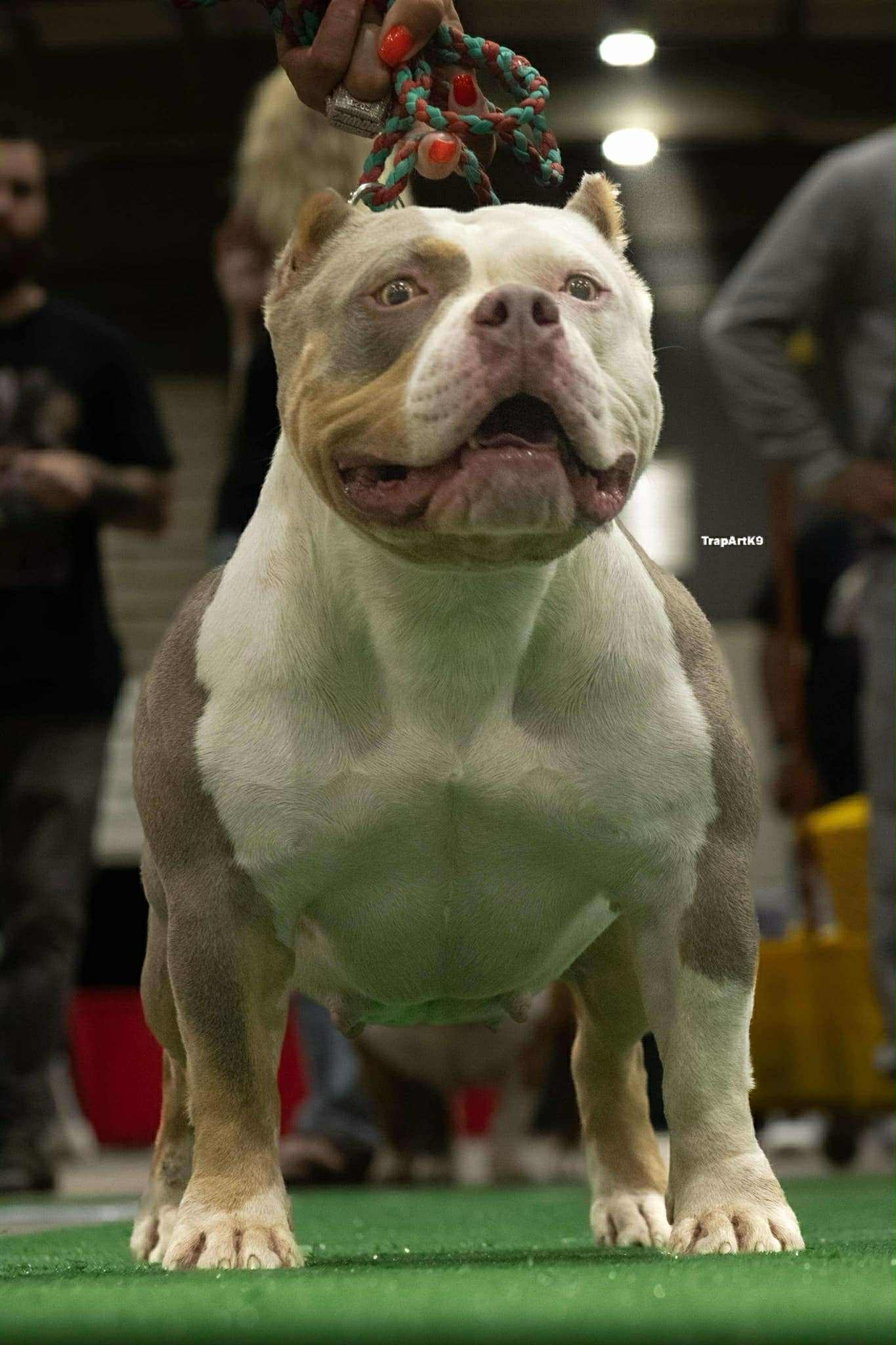 Dog Featured Image