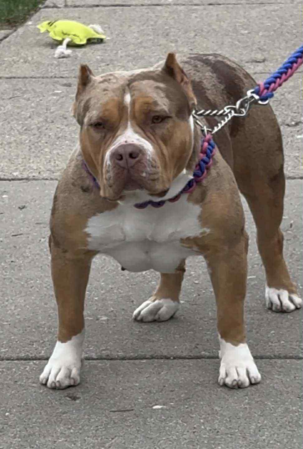 Dog Featured Image