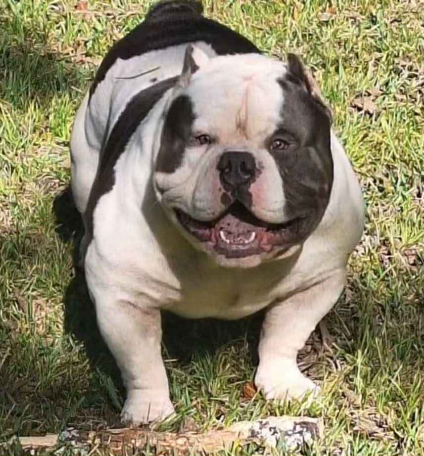 Dog Featured Image