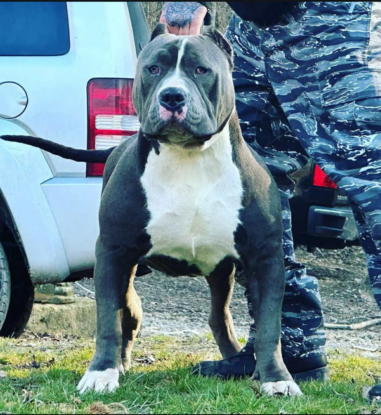Dog Featured Image