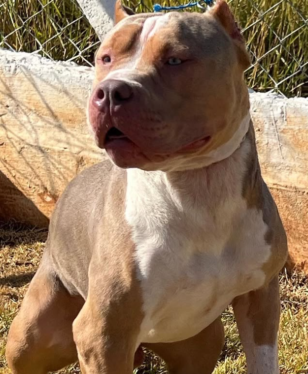 Dog Featured Image