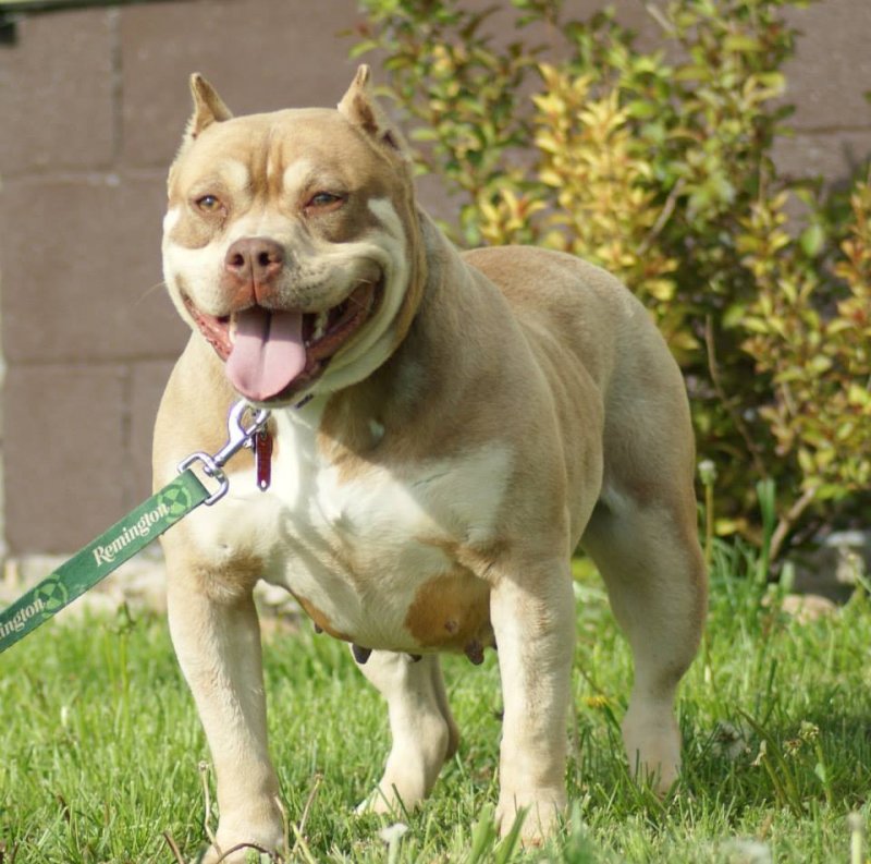 Dog Featured Image