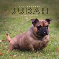 Judah