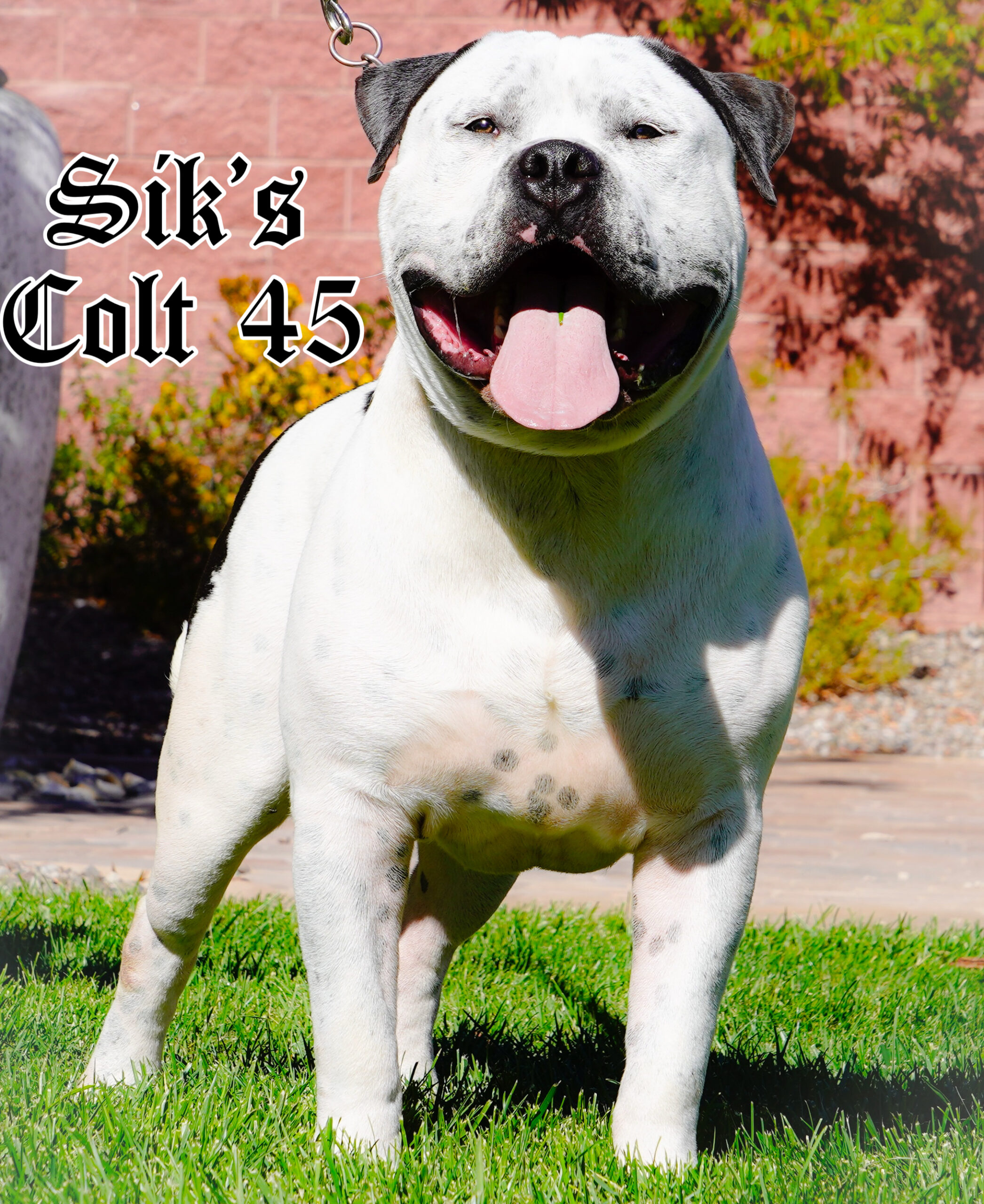 Dog Featured Image