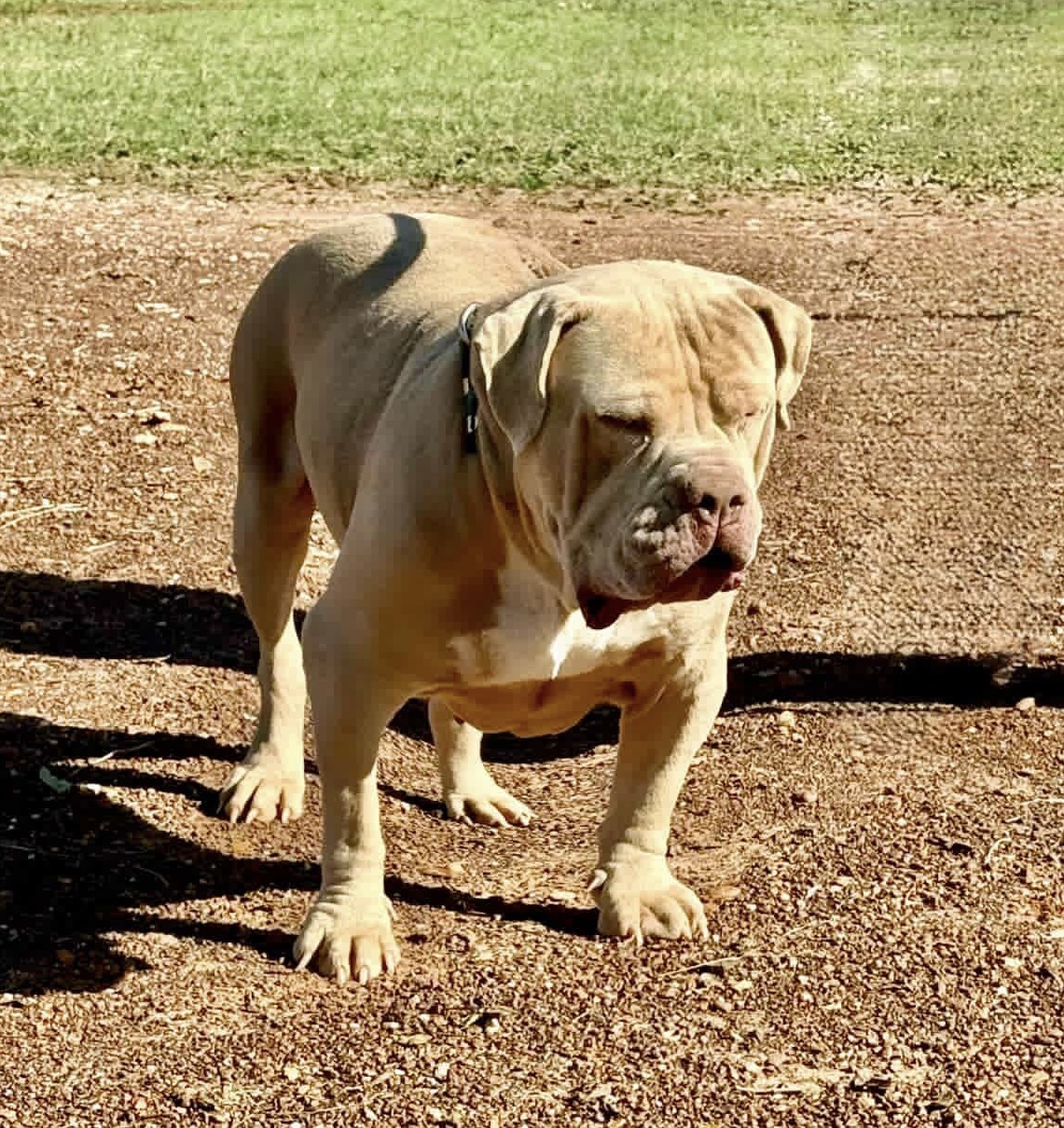 Dog Featured Image