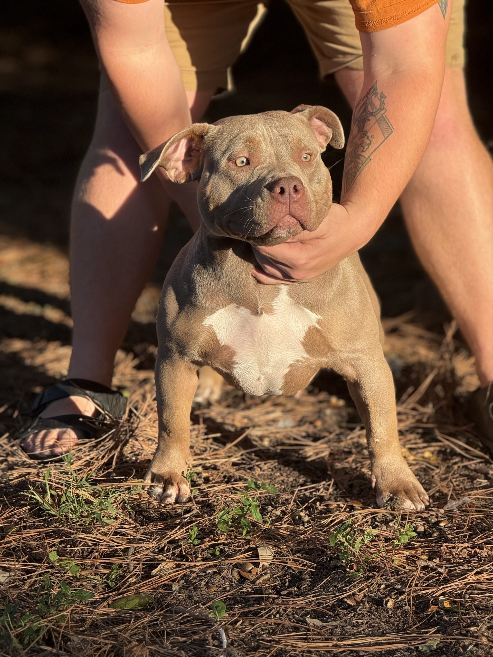 Dog Featured Image