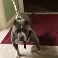 Lil Tank