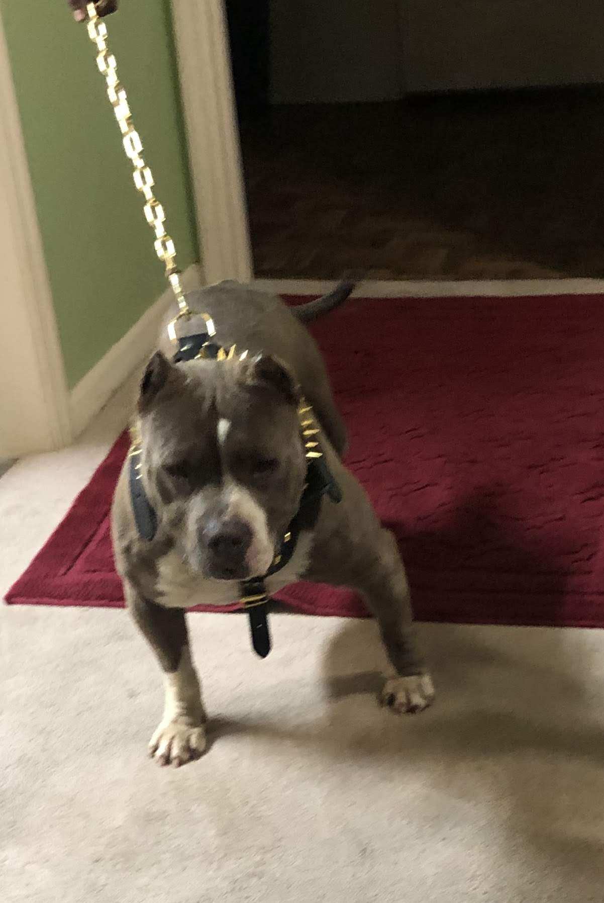 Dog Featured Image