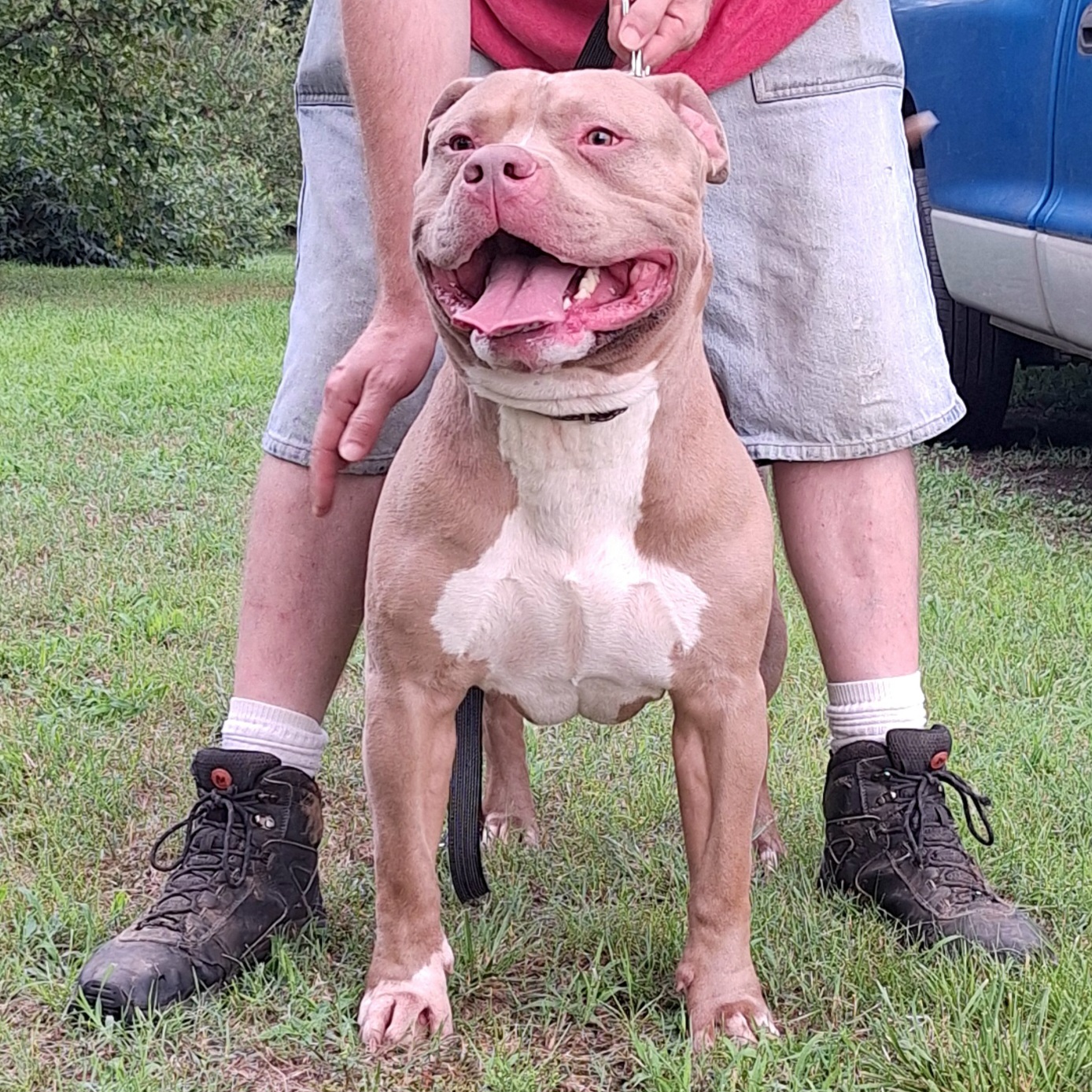 Dog Featured Image