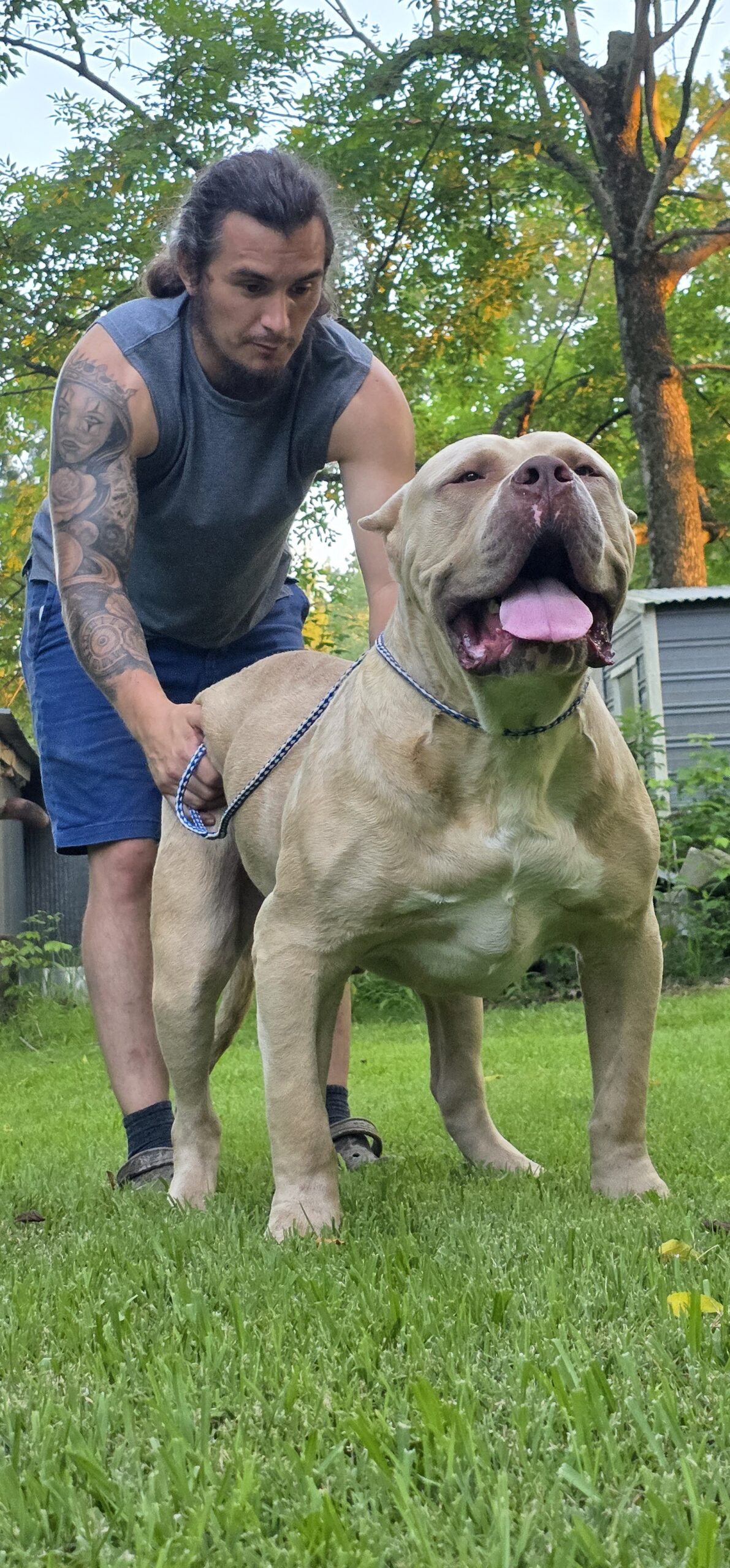 Dog Featured Image