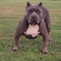 BRAZOS VALLEY BULLZ AMINA