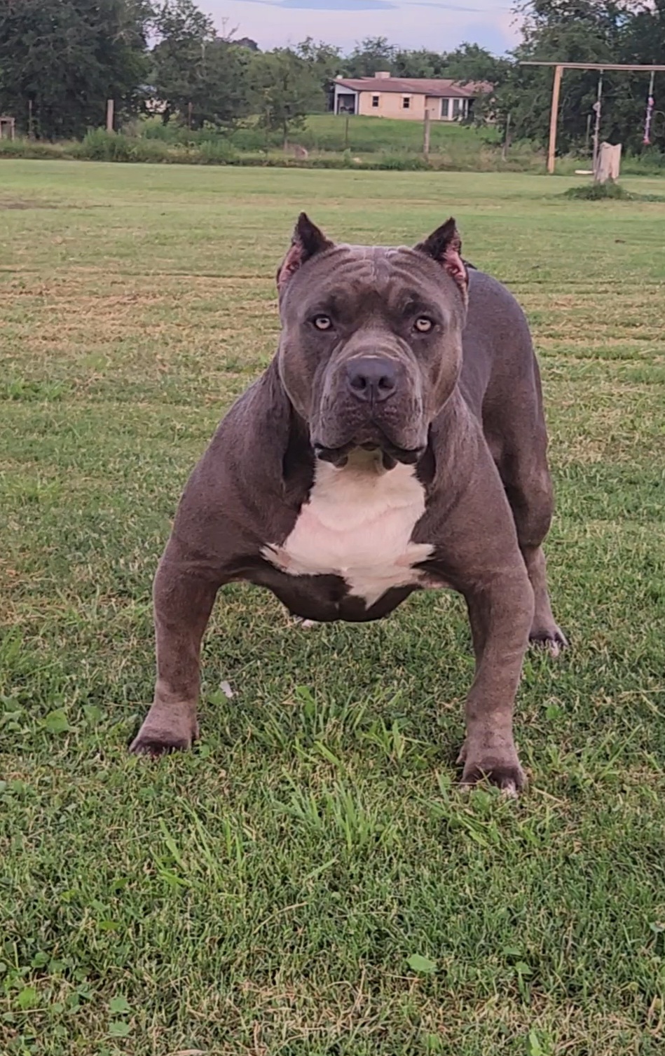 Dog Featured Image