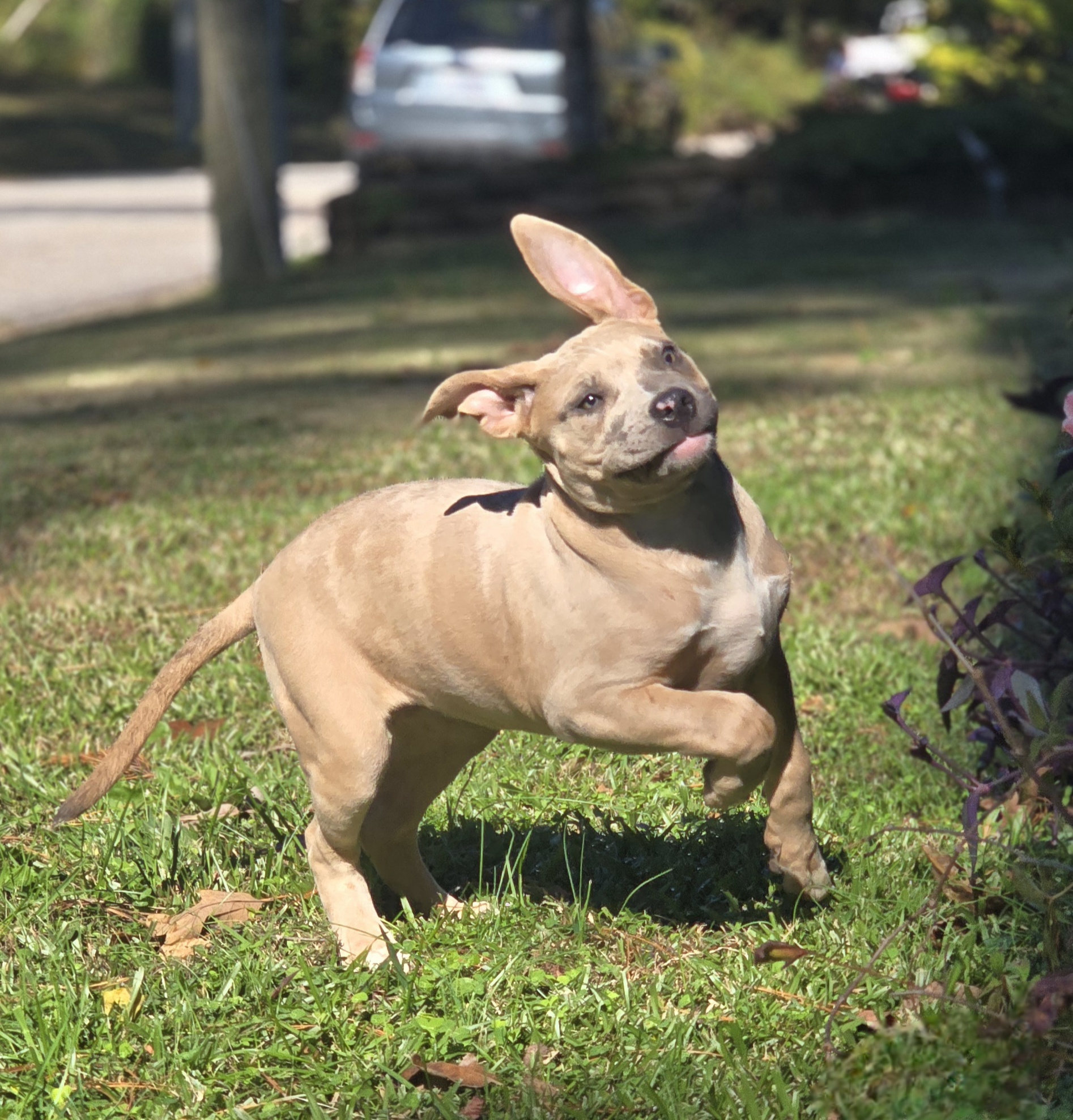 Dog Featured Image