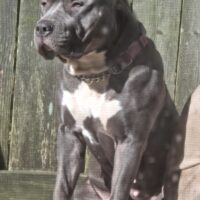 321Bulliez MARLIN