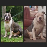 TANGO OF FLORIDAFIED BULLIES ❌️HART’S GYPSY LUNA