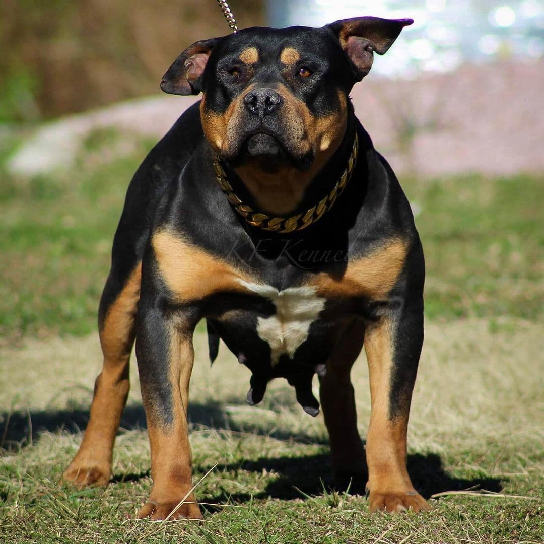 Dog Featured Image