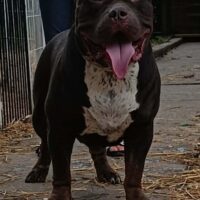 PROMEGA BULLIES OSO!