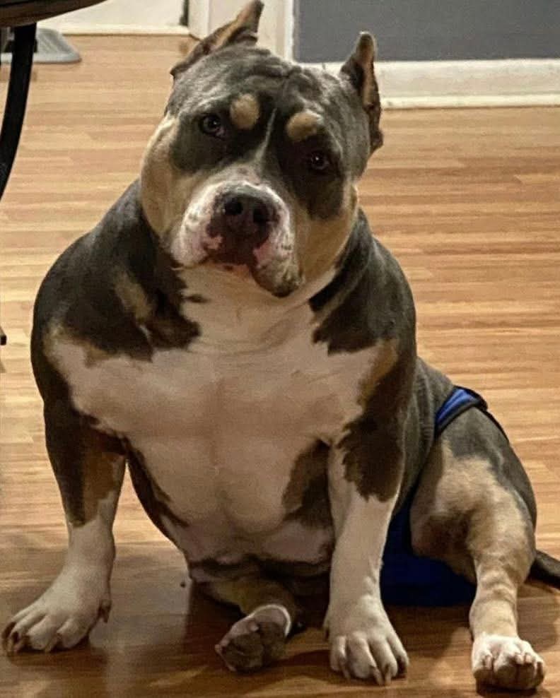 Dog Featured Image