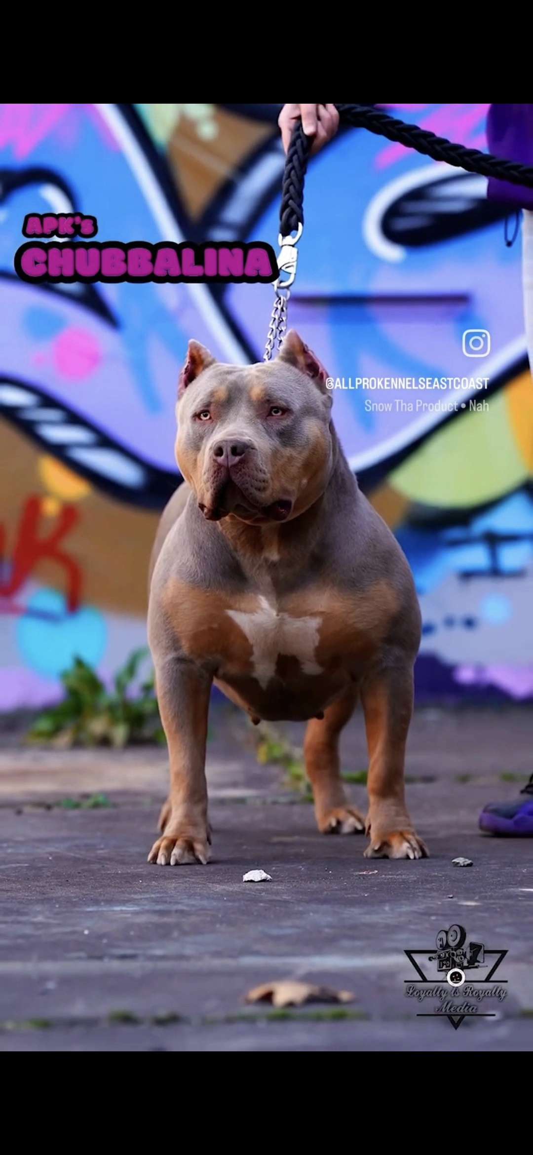 Dog Featured Image