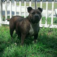 1STCOASTBULLYS SASSY