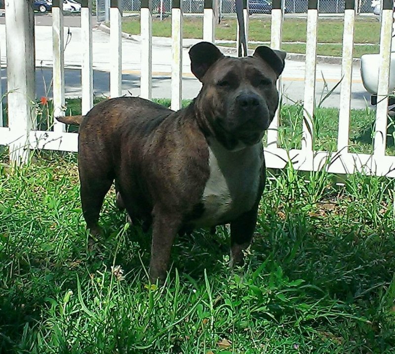 Dog Featured Image