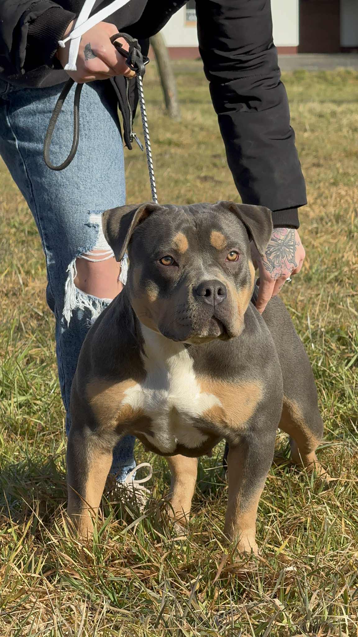 Dog Featured Image