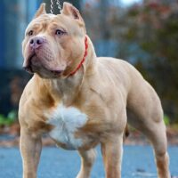 Allprokennels ” Stumpy”