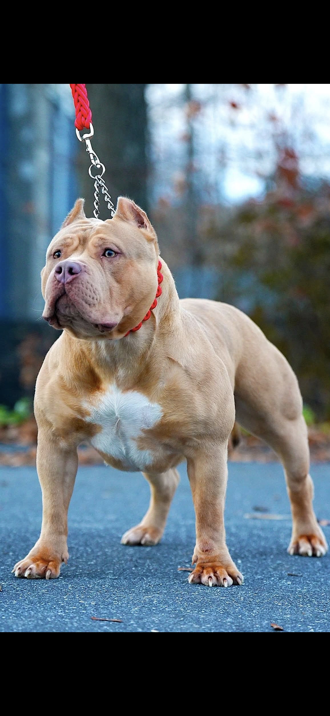 Dog Featured Image