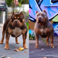 APK’s “Doughboy” x APK’s ” Chubbalina”