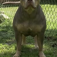 Golden “Sweetie”