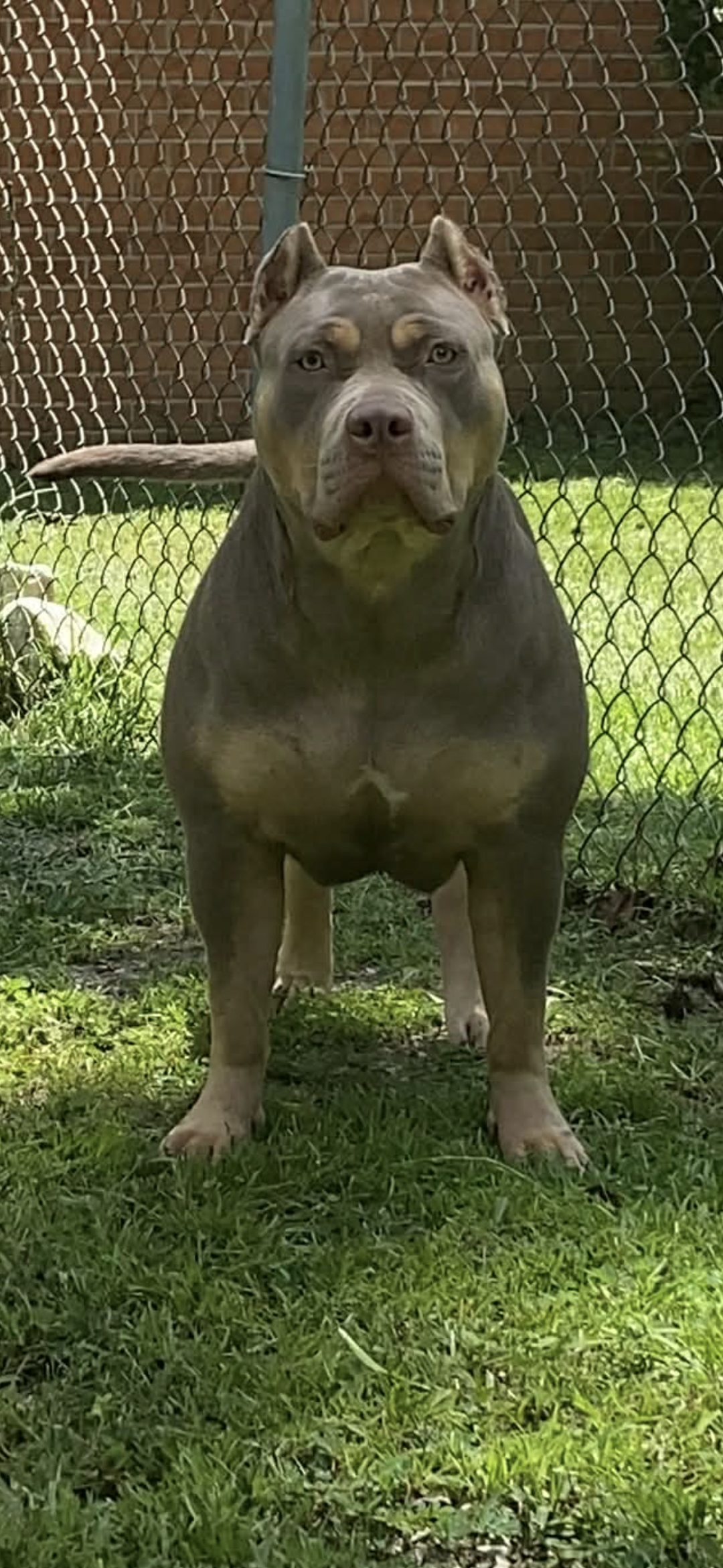 Dog Featured Image