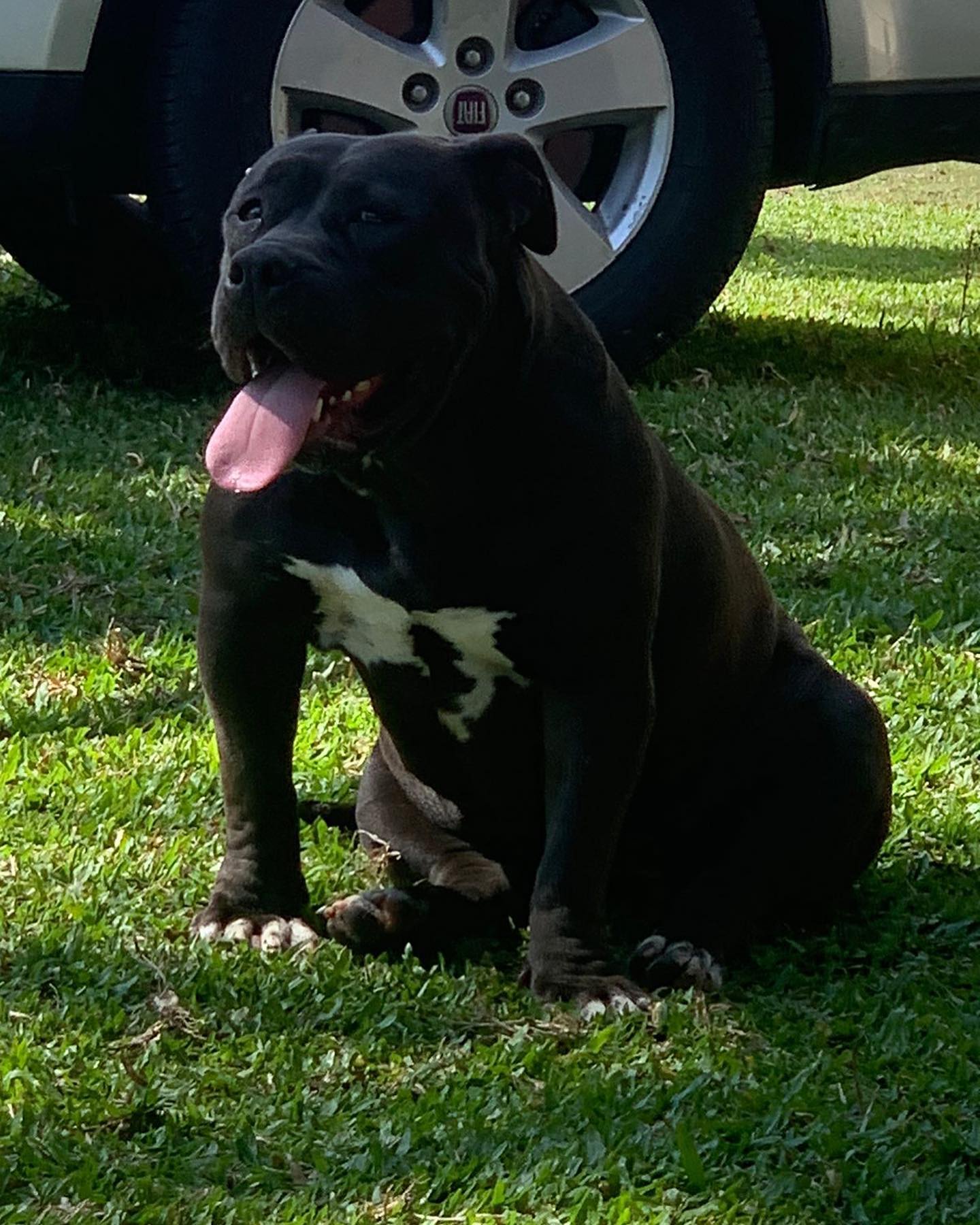Dog Featured Image