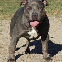 Bullshark Bullies Nova